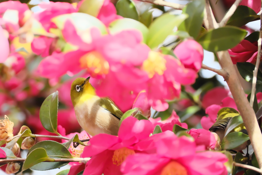 山茶花を愛でる