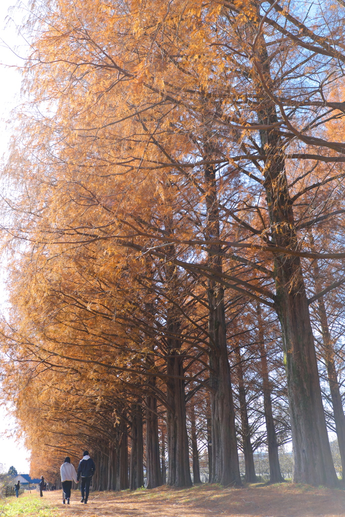 メタセコイア並木