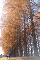 メタセコイア並木