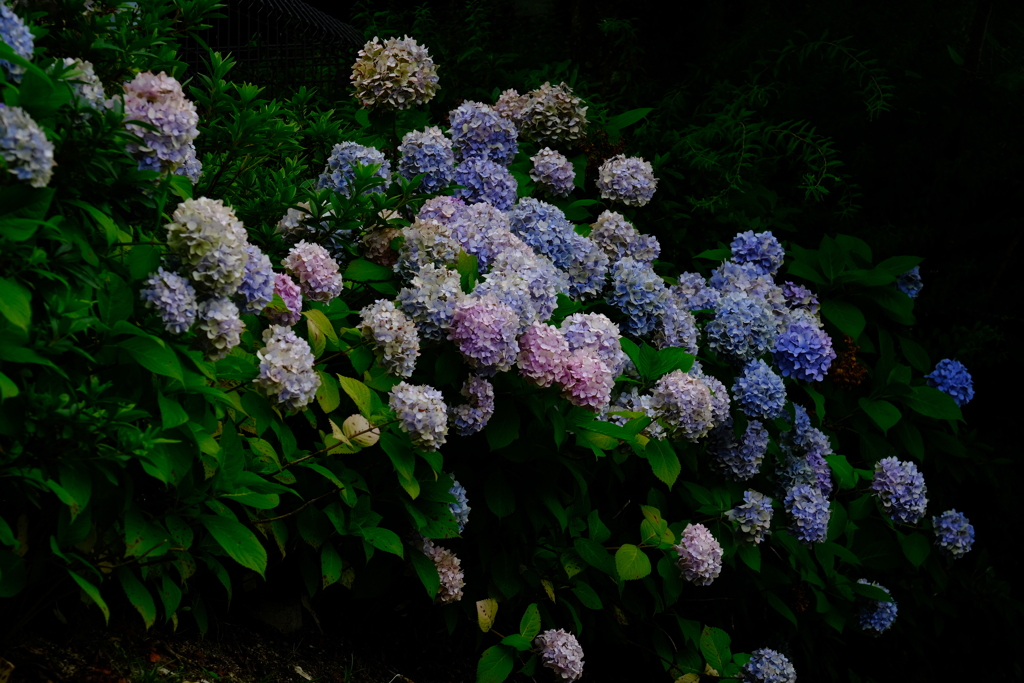 紫陽花の季節ももう終わりかな