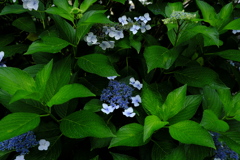 紫陽花