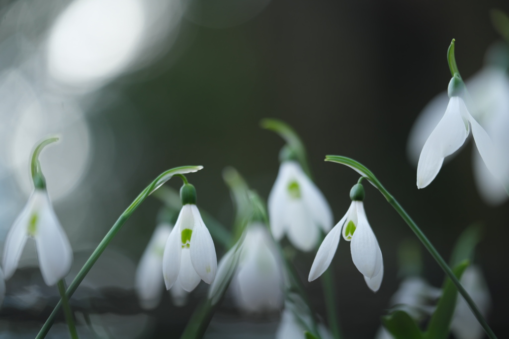 スノードロップ