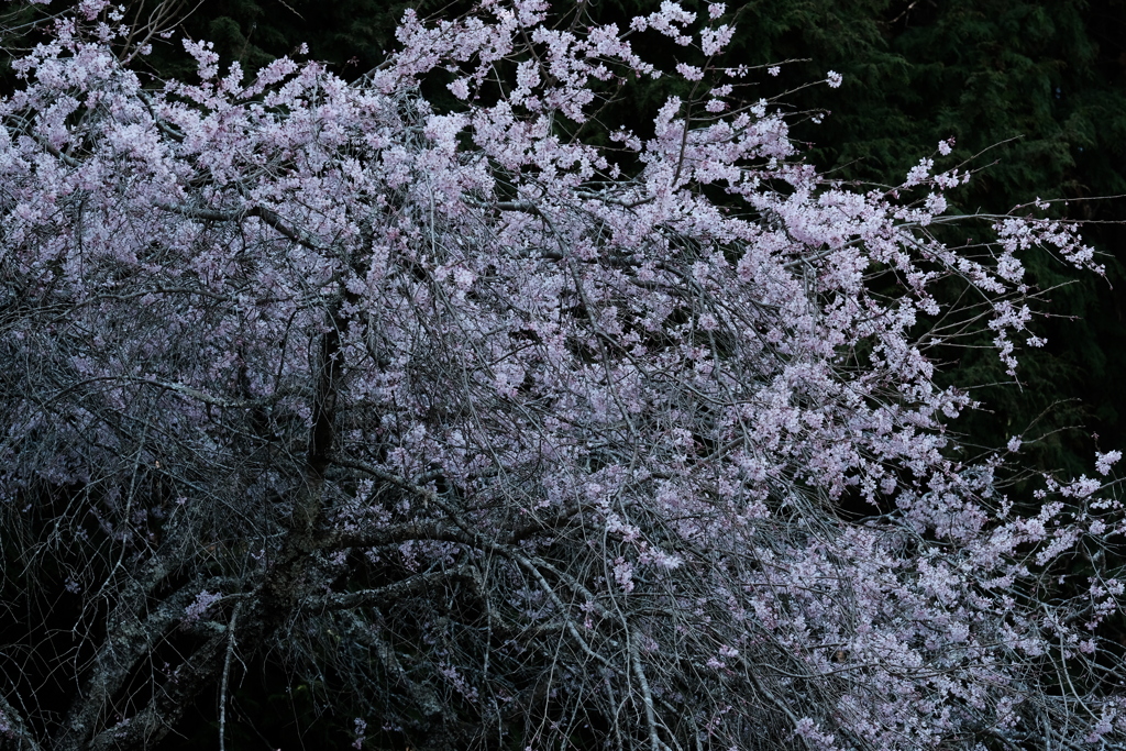 笠置の桜