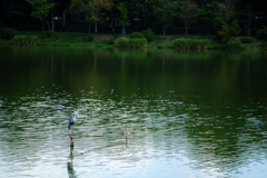 嵯峨野7