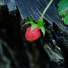野イチゴ