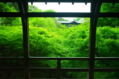 このままとびこもうか