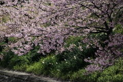 淀の河津桜