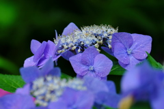 紫陽花の世界