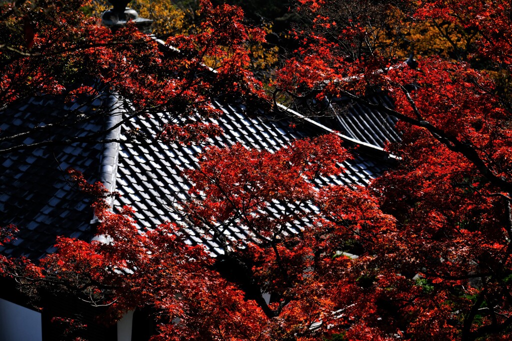 善峰寺