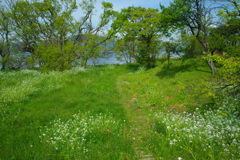 湖岸へ続くみち