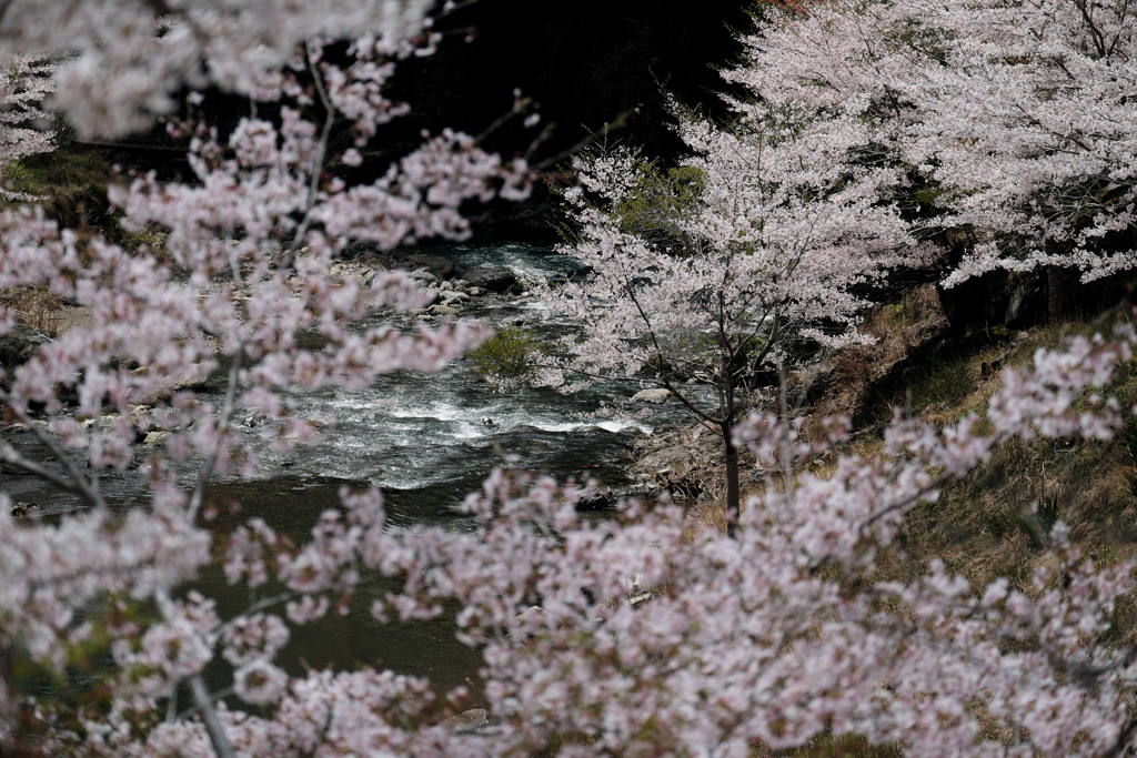 中川の桜