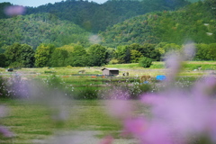 嵯峨野2