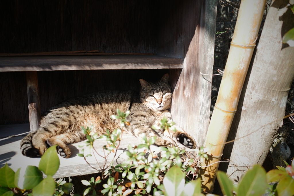 箱入り猫