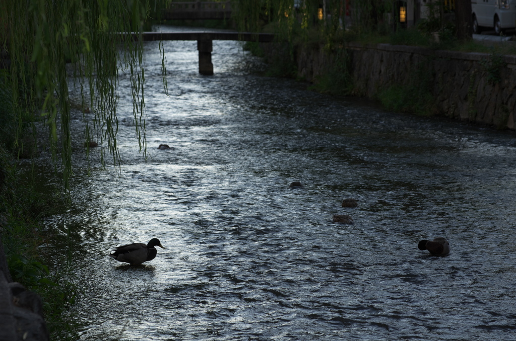 白川・2