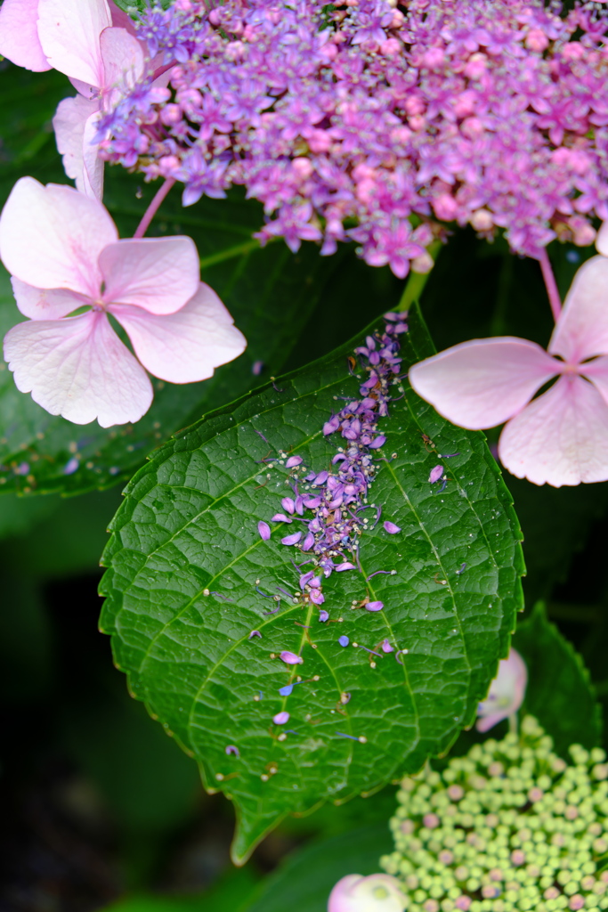 紫陽花の散るころ