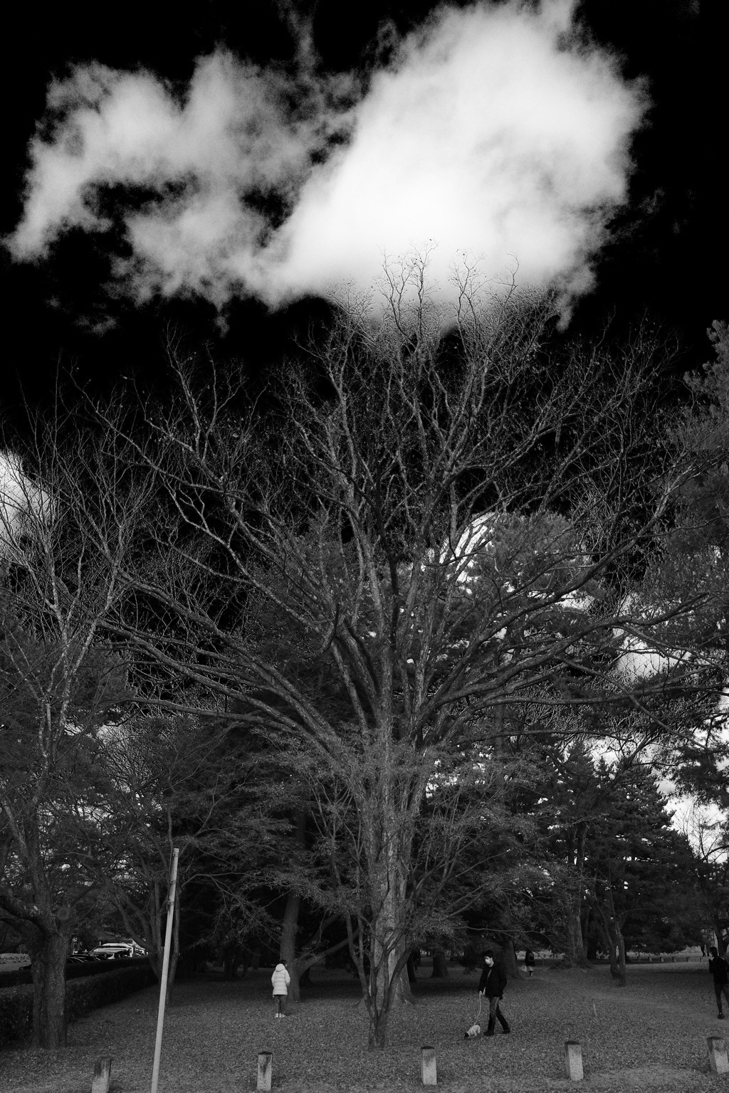 冬のある日、犬の散歩