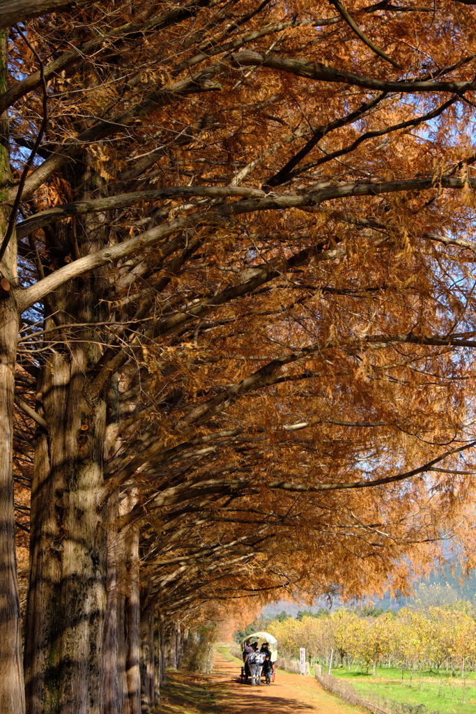 メタセコイア並木