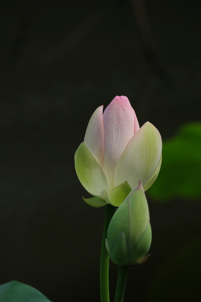 蕾
