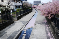 淀の河津桜