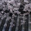 頓宮の桜