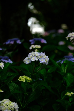 紫陽花