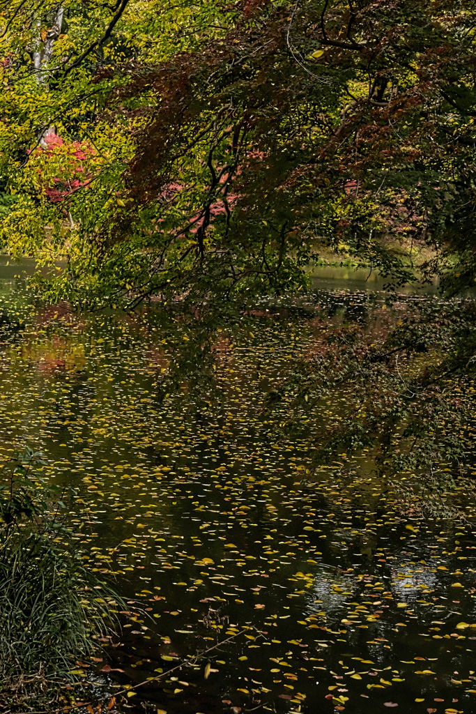 水面の落ち葉