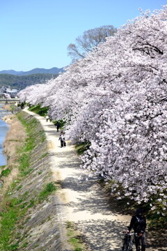 鴨川の散歩道