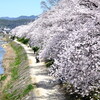 鴨川の散歩道