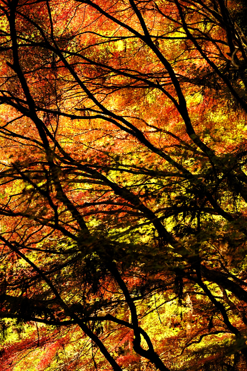 雲ケ畑の紅葉