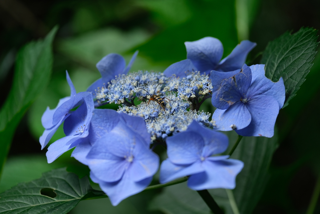 紫陽花に何かいました