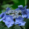 紫陽花に何かいました