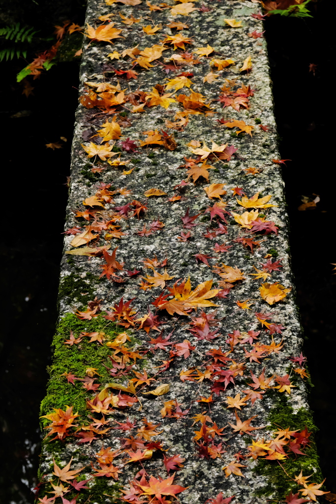 石橋にちる紅葉