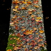 石橋にちる紅葉