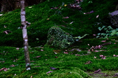 苔の庭