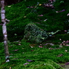 苔の庭