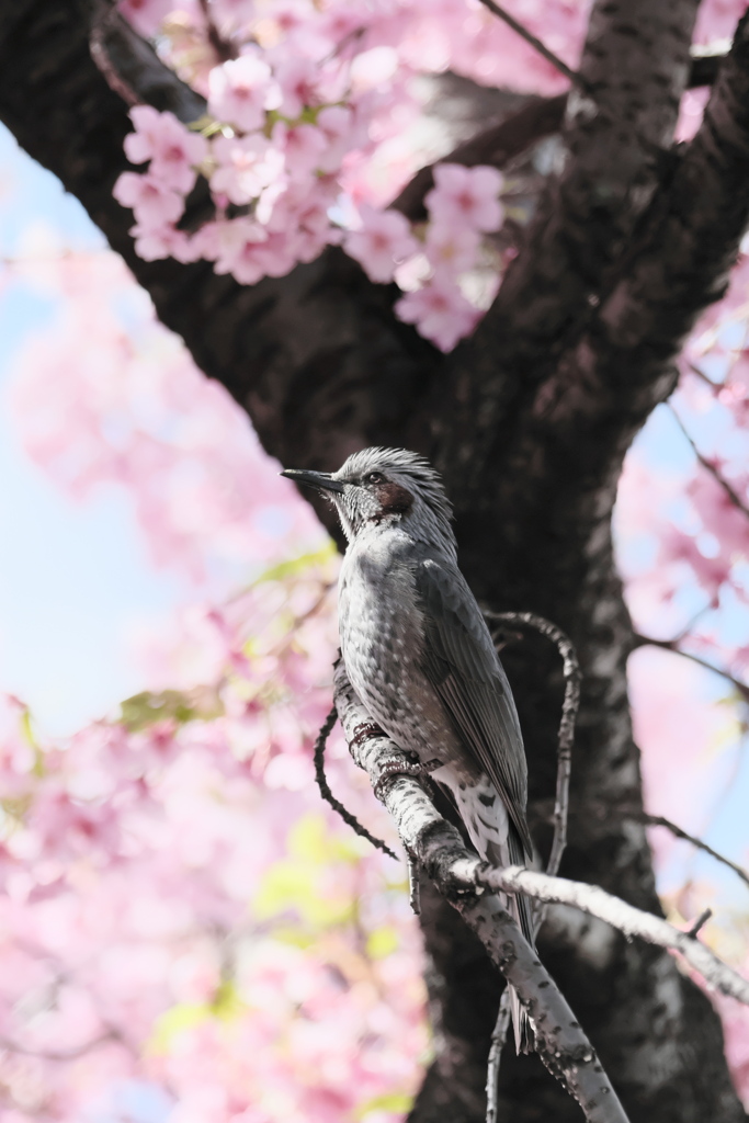 きりっ