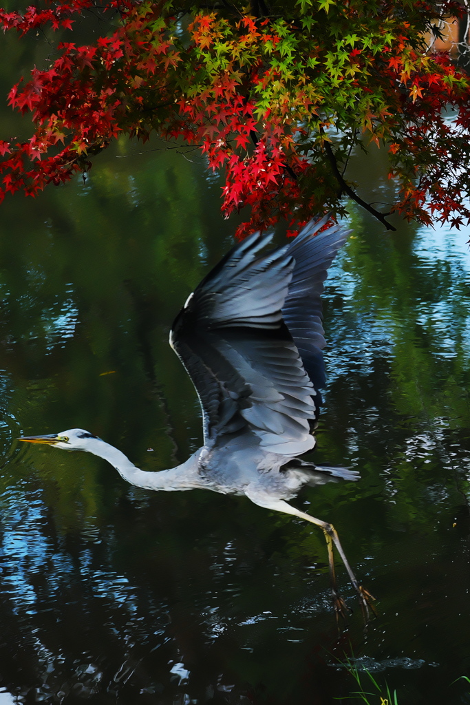京都府立植物園2