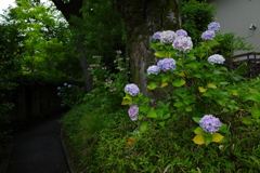 大豊神社～哲学の道～法然院　大豊神社付近の路地