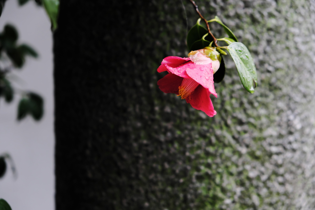 雨に打たれて