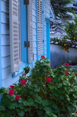 青い家と赤い花