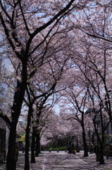 京都、4月2012年