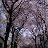 京都、4月2012年