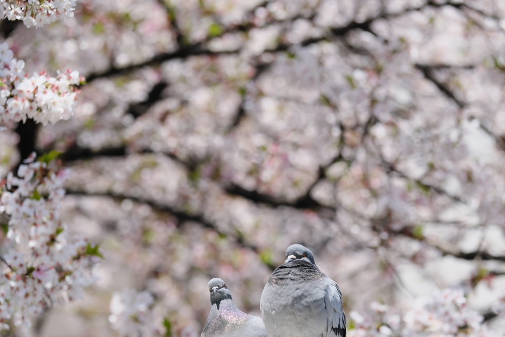 鳩のご夫婦