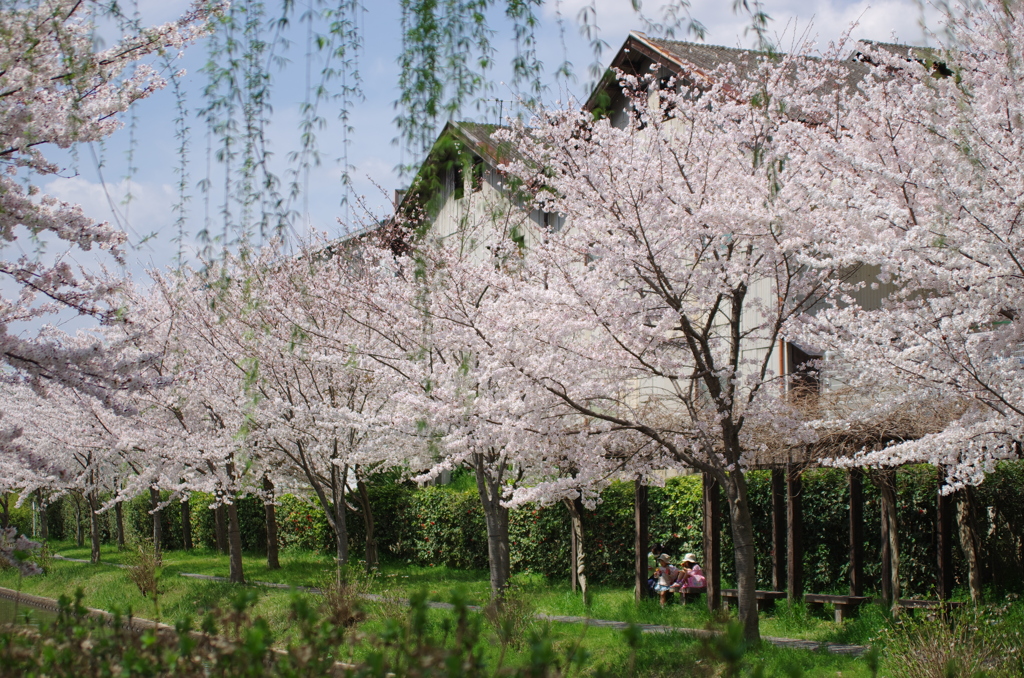 伏見の桜