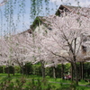 伏見の桜