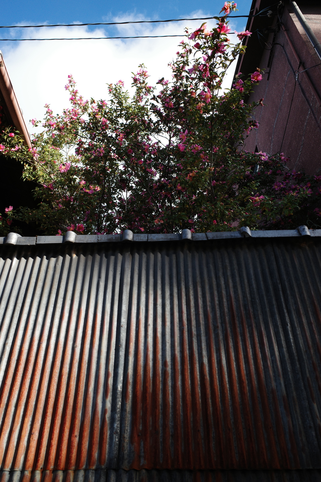 トタン塀見上げると