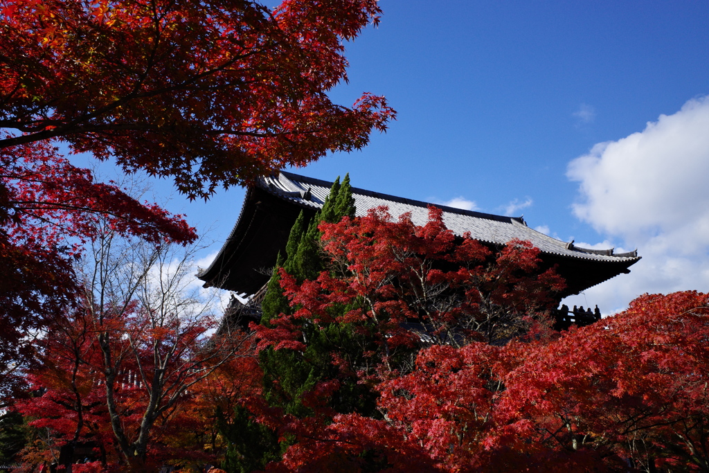 紅に醉う