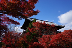 紅に醉う