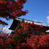 紅に醉う