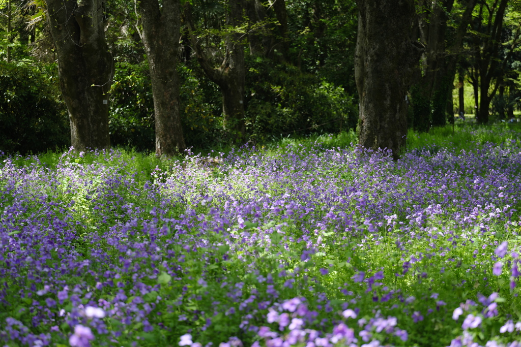 Spring carpet